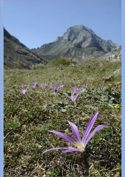 Pyrenean merendera  /  False meadow saffron (Merendera pyrenaica  /  Colchicum montanum)