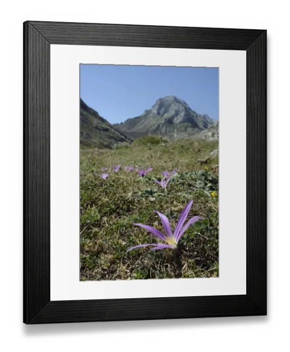 Framed Print : Pyrenean merendera / False meadow saffron (Merendera pyrenaica / Colchicum montanum) Framed Print : Pyrenean merendera / False meadow saffron (Merendera pyrenaica / Colchicum montanum)