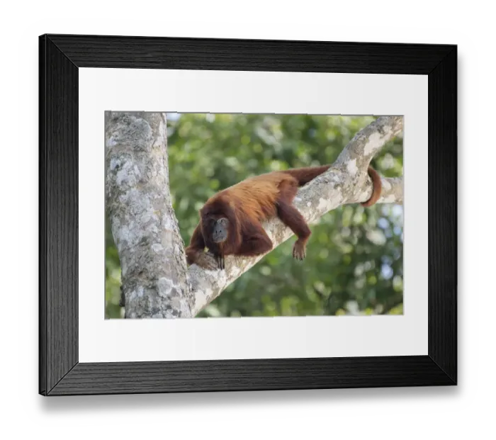 Framed Print : Bolivian red howler (Alouatta sara), Pampas del Yacuma Protected Area, Bolivia Framed Print : Bolivian red howler (Alouatta sara), Pampas del Yacuma Protected Area, Bolivia