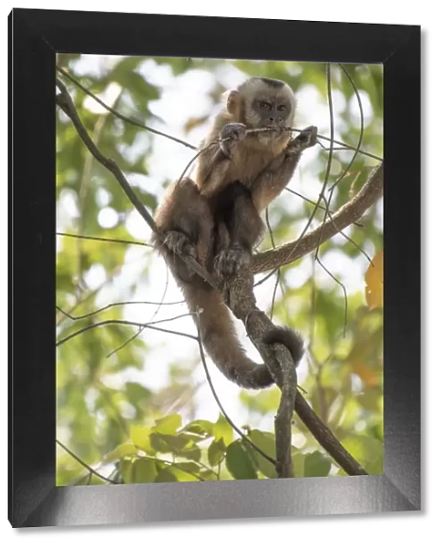 Guianan brown capuchin (Sapajus apella) chewing on branch, Pampas del Yacuma Protected Area