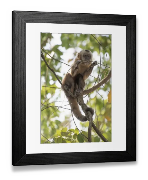 Framed Print : Guianan brown capuchin (Sapajus apella) chewing on branch, Pampas del Yacuma Protected Area Framed Print : Guianan brown capuchin (Sapajus apella) chewing on branch, Pampas del Yacuma Protected Area