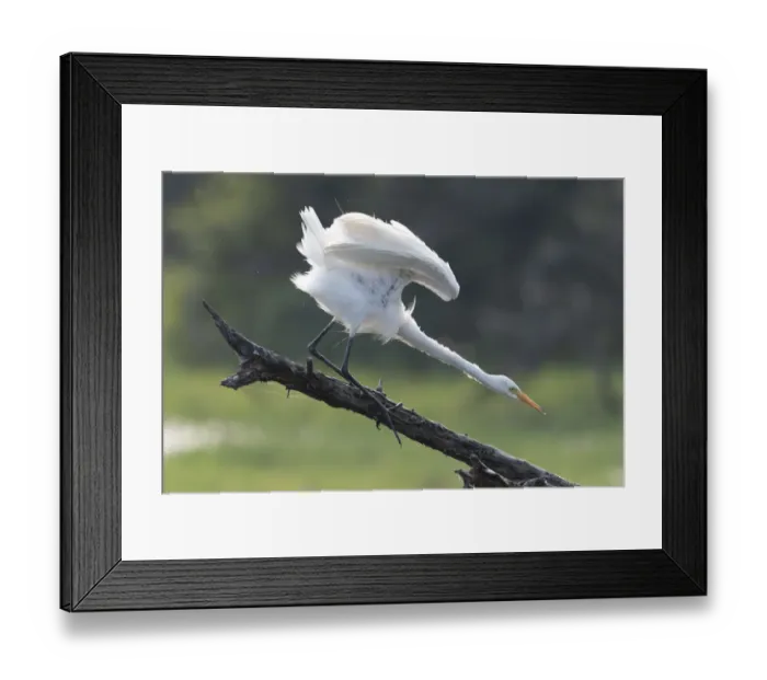 Framed Print : Intermediate egret (Egrettta intermedia), Keoladeo NP, Bharatpur, India Framed Print : Intermediate egret (Egrettta intermedia), Keoladeo NP, Bharatpur, India