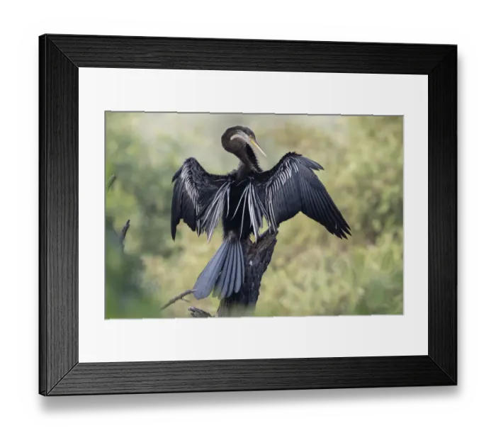 Framed Print : Darter ( Anhinga melanogaster) drying wings, Keoladeo NP, Bharatpur, India Framed Print : Darter ( Anhinga melanogaster) drying wings, Keoladeo NP, Bharatpur, India