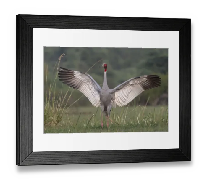 Framed Print : Sarus crane (Grus antigone), male displaying, Keoladeo NP, Bharatpur, India Framed Print : Sarus crane (Grus antigone), male displaying, Keoladeo NP, Bharatpur, India