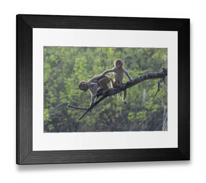 Framed Print : Rhesus macaque (Macaca mulatta), juveniles playing in tree, Keoladeo NP, Bharatpur, India Framed Print : Rhesus macaque (Macaca mulatta), juveniles playing in tree, Keoladeo NP, Bharatpur, India