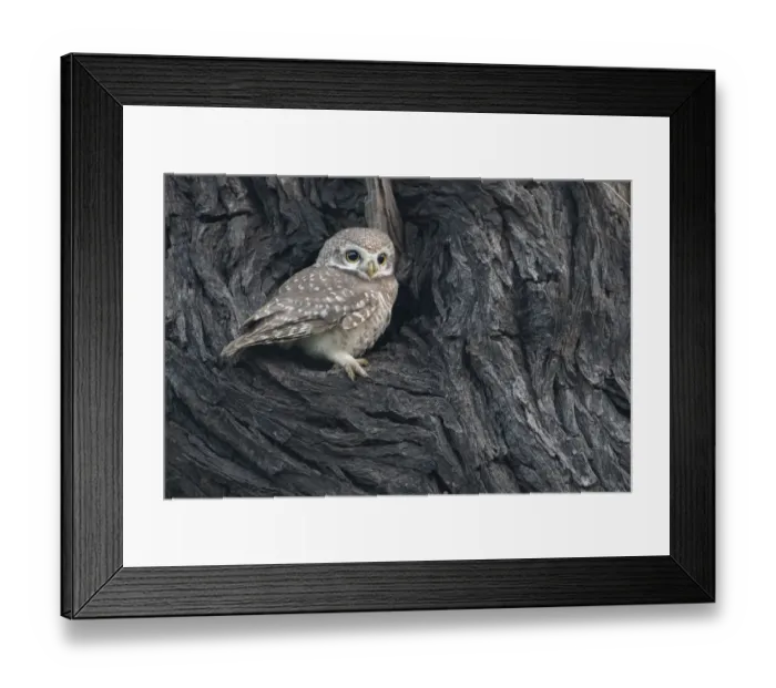 Framed Print : Spotted owlet ( Athena brama), Keoladeo NP, Bharatpur, India