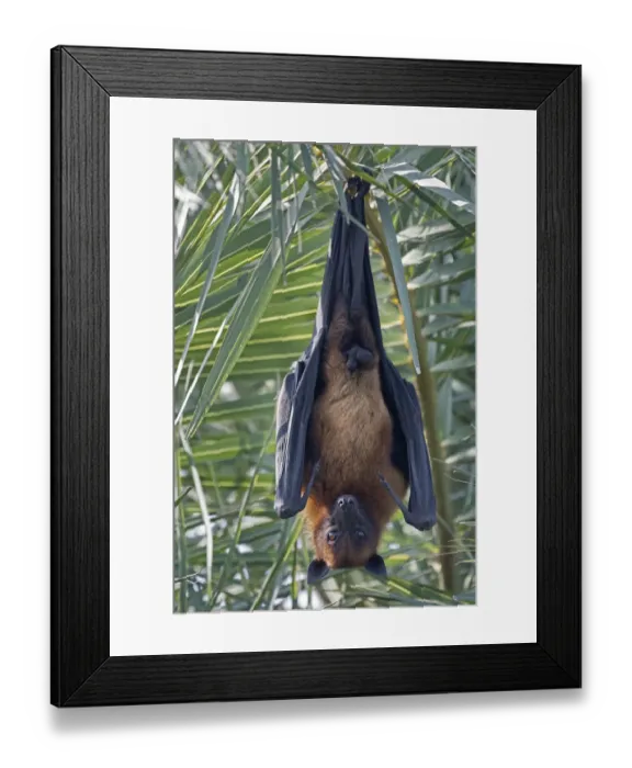 Framed Print : Indian Flying Fox (Pteropus giganticus) male roosting in tree, Keoladeo NP, Bharatpur Framed Print : Indian Flying Fox (Pteropus giganticus) male roosting in tree, Keoladeo NP, Bharatpur