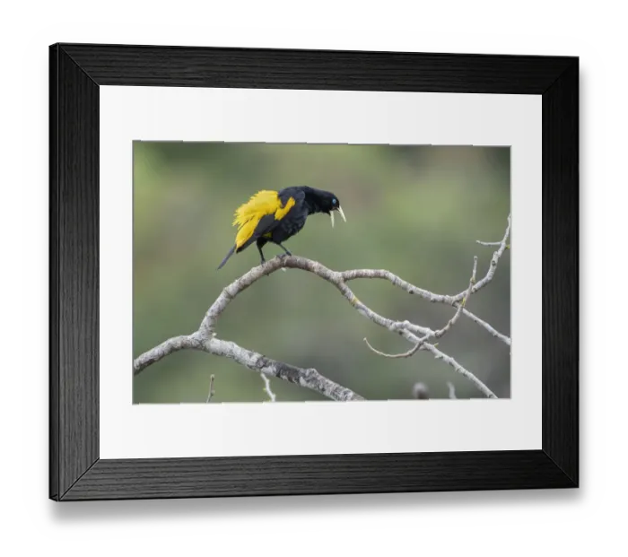 Framed Print : Yellow-rumped cacique (Cacicus cela) calling, Madidi NP, Bolivia Framed Print : Yellow-rumped cacique (Cacicus cela) calling, Madidi NP, Bolivia