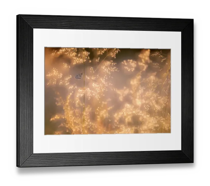 Framed Print : Marbled white butterfly (Melanargia galathea) roosting among tall grasses at sunrise Framed Print : Marbled white butterfly (Melanargia galathea) roosting among tall grasses at sunrise