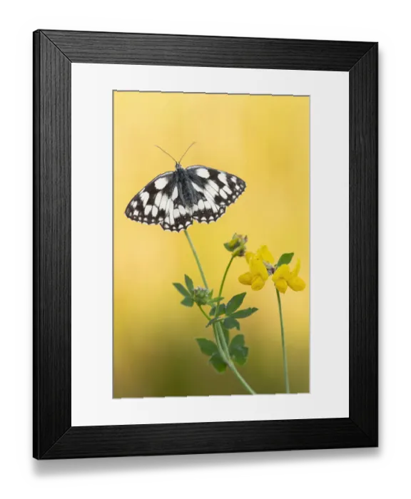 Framed Print : Marbled white butterfly (Melanargia galathea) perched on birds foot trefoil, Volehouse Moor Framed Print : Marbled white butterfly (Melanargia galathea) perched on birds foot trefoil, Volehouse Moor