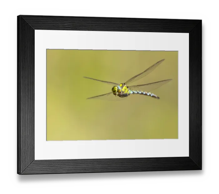 Framed Print : Southern hawker (Aeshna cyanea) dragonfly in flight, Broxwater, Cornwall, UK. July Framed Print : Southern hawker (Aeshna cyanea) dragonfly in flight, Broxwater, Cornwall, UK. July