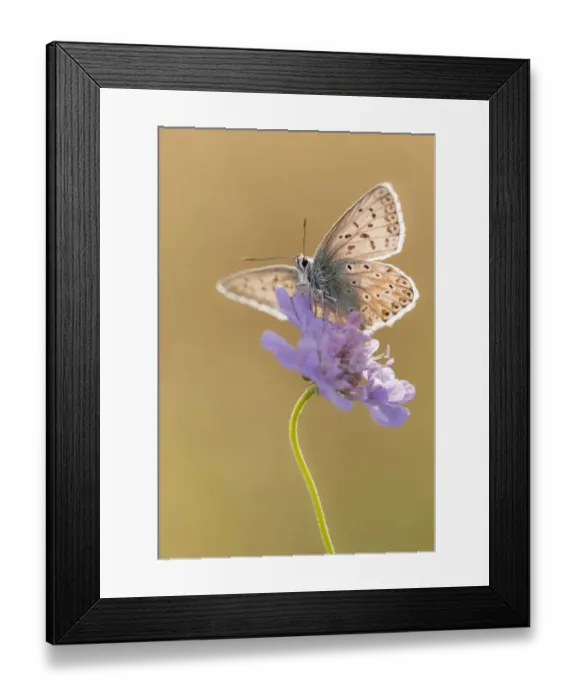 Framed Print : Chalkhill blue butterfly (Polyommatus coridon) Hatch Hill, Somerset, UK. August Framed Print : Chalkhill blue butterfly (Polyommatus coridon) Hatch Hill, Somerset, UK. August