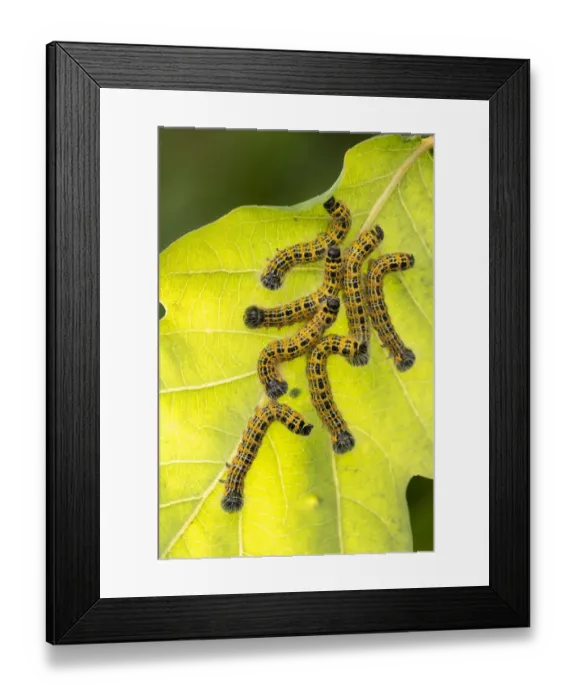 Framed Print : Buff tip moth (Phalera bucephala) caterpillars feeding on leaf, Meeth Quarry, Devon, UK