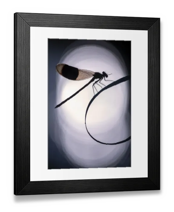 Framed Print : RF - Banded demoiselles (Calopteryx splendens) male roosting among grasses, silhouetted Framed Print : RF - Banded demoiselles (Calopteryx splendens) male roosting among grasses, silhouetted