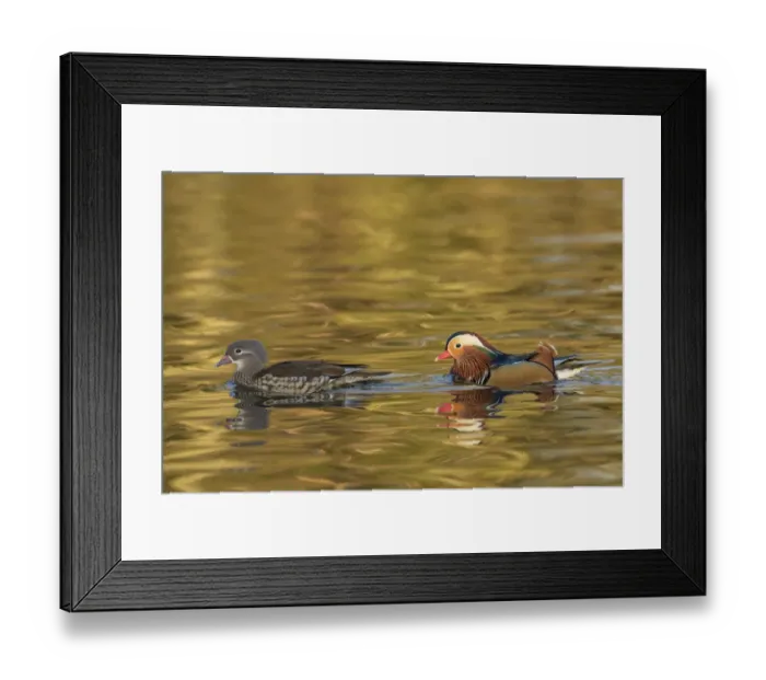 Framed Print : Mandarin duck (Aix galericulata) male female pair, Reddish Vale Country Park, Greater Manchester Framed Print : Mandarin duck (Aix galericulata) male female pair, Reddish Vale Country Park, Greater Manchester