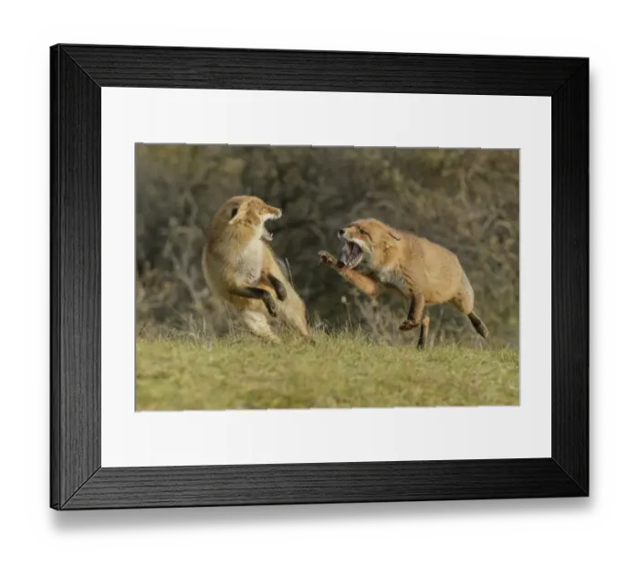 Framed Print : Red foxes (Vulpes vulpes) fighting in sand dune habitat, Holland, Netherlands. November Framed Print : Red foxes (Vulpes vulpes) fighting in sand dune habitat, Holland, Netherlands. November