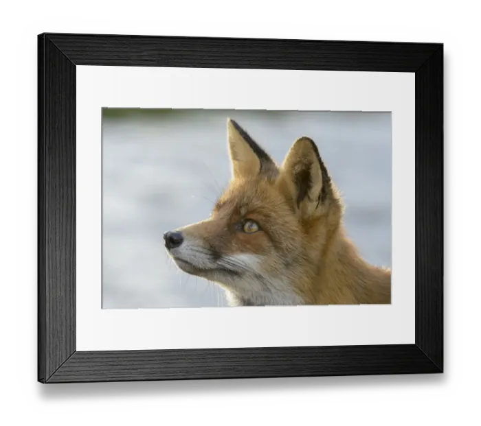 Framed Print : Red fox (Vulpes vulpes), on coast, portrait. Netherlands. November Framed Print : Red fox (Vulpes vulpes), on coast, portrait. Netherlands. November