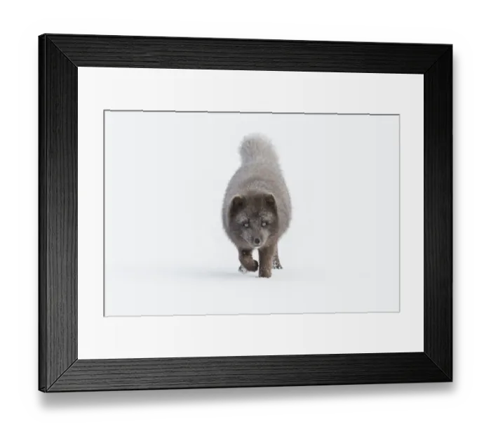 Framed Print : Arctic fox (Vulpes lagopus). Blue colour morph. Hornstrandir Nature Reserve, Iceland Framed Print : Arctic fox (Vulpes lagopus). Blue colour morph. Hornstrandir Nature Reserve, Iceland