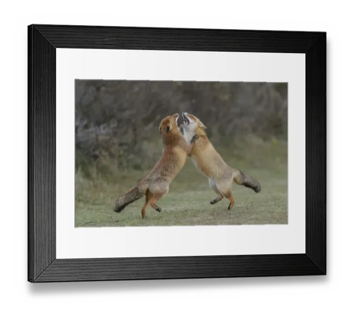 Framed Print : RF - Two Red foxes (Vulpes vulpes) on hind legs play fighting, Netherlands Framed Print : RF - Two Red foxes (Vulpes vulpes) on hind legs play fighting, Netherlands
