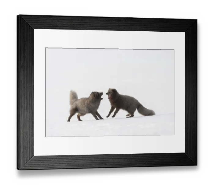 Framed Print : RF - Arctic foxes (Vulpes lagopus) interacting Blue colour morph. Hornstrandir Nature Reserve Framed Print : RF - Arctic foxes (Vulpes lagopus) interacting Blue colour morph. Hornstrandir Nature Reserve