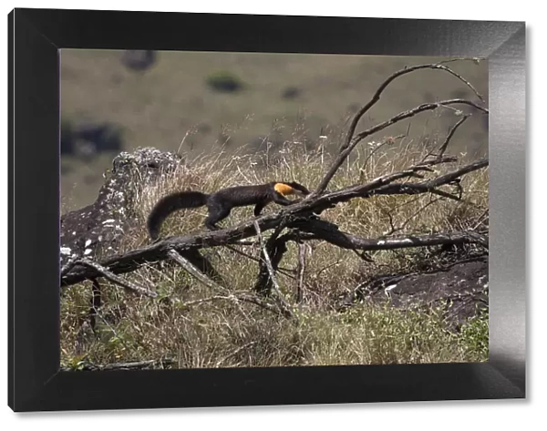 Nilgiri marten (Martes gwatkinsii) walking on a fallen branch in Mukurthi National Park