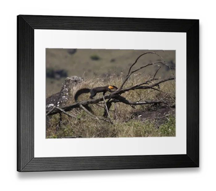 Framed Print : Nilgiri marten (Martes gwatkinsii) walking on a fallen branch in Mukurthi National Park Framed Print : Nilgiri marten (Martes gwatkinsii) walking on a fallen branch in Mukurthi National Park