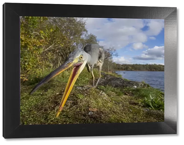 Grey heron (Ardea cinerea) hunting for food amongst moss with loch and Celtic rainforest