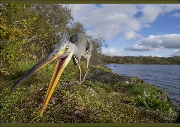 Grey heron (Ardea cinerea) hunting for food amongst moss with loch and Celtic rainforest
