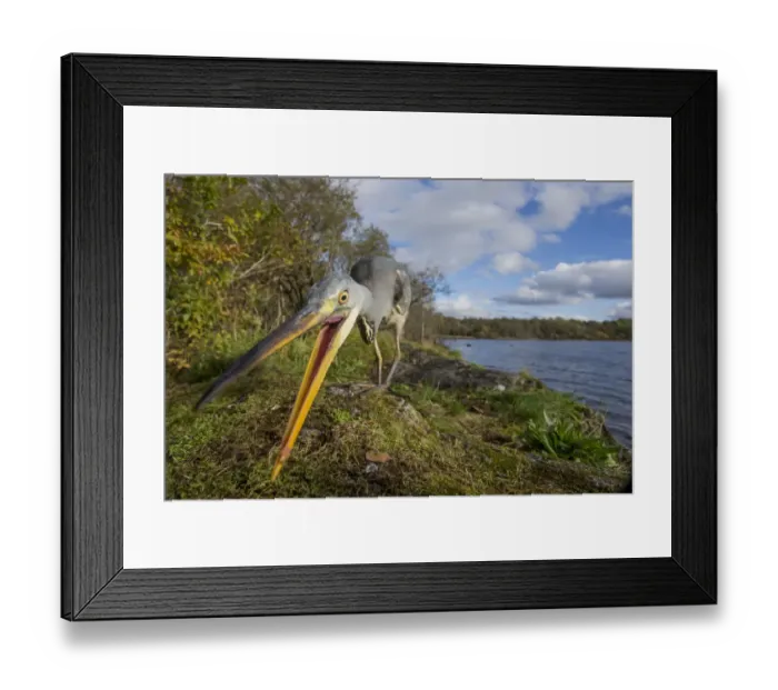 Framed Print : Grey heron (Ardea cinerea) hunting for food amongst moss with loch and Celtic rainforest Framed Print : Grey heron (Ardea cinerea) hunting for food amongst moss with loch and Celtic rainforest