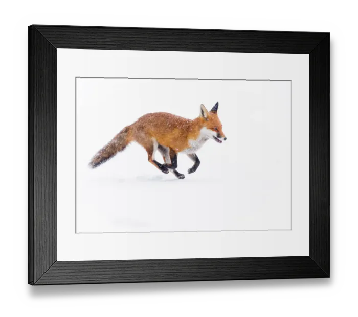 Framed Print : Red Fox (Vulpes vulpes) running through deep snow. London, UK. January Framed Print : Red Fox (Vulpes vulpes) running through deep snow. London, UK. January