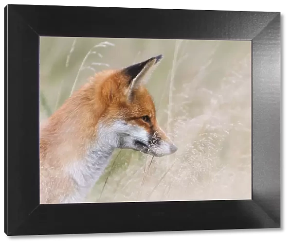 Red Fox (Vulpes vulpes) watching prey through long grass. London, UK. November