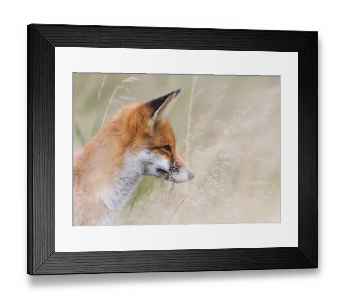 Framed Print : Red Fox (Vulpes vulpes) watching prey through long grass. London, UK. November Framed Print : Red Fox (Vulpes vulpes) watching prey through long grass. London, UK. November
