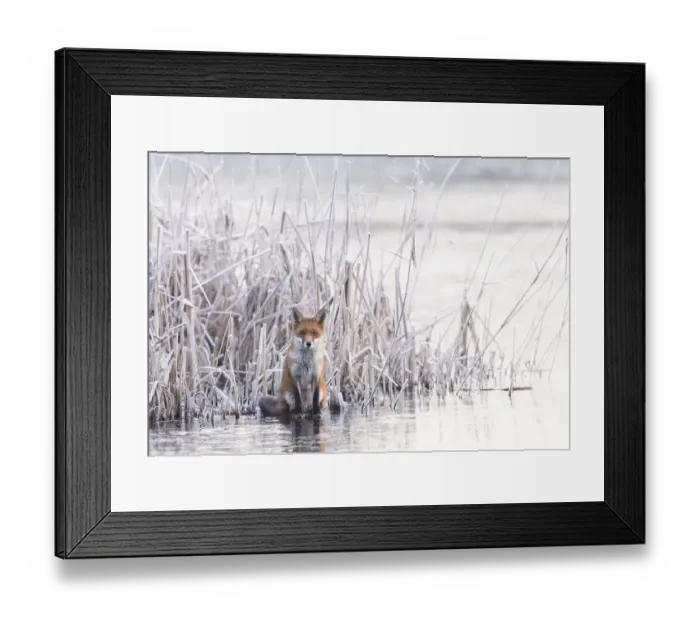 Framed Print : Red fox (Vulpes vulpes) sitting on a frozen lake at the edge of the reeds. London, UK Framed Print : Red fox (Vulpes vulpes) sitting on a frozen lake at the edge of the reeds. London, UK