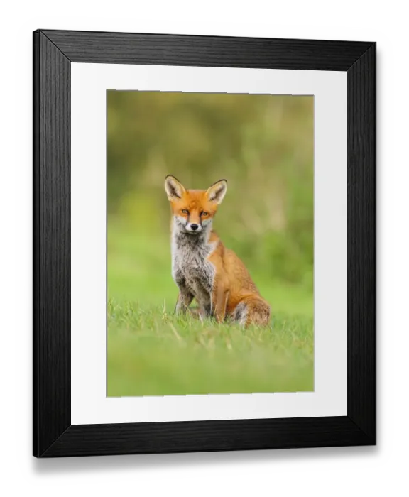 Framed Print : Red Fox (Vulpes vulpes) sitting on grass bank. London, UK. October Framed Print : Red Fox (Vulpes vulpes) sitting on grass bank. London, UK. October