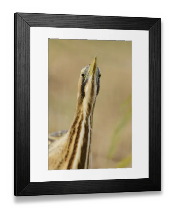 Framed Print : Great bittern (Botaurus stellaris) portrait. Suffolk, UK. November Framed Print : Great bittern (Botaurus stellaris) portrait. Suffolk, UK. November