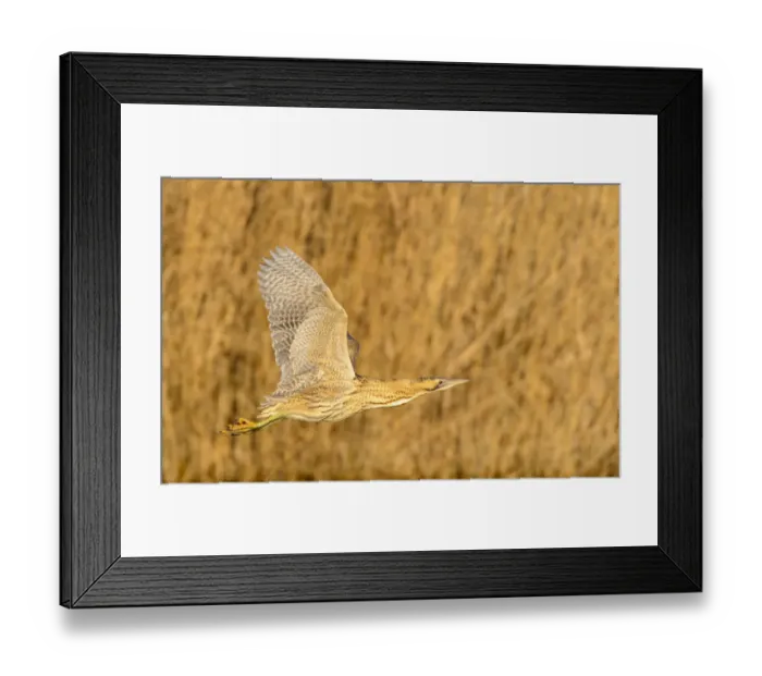 Framed Print : Great bittern (Botaurus stellaris) in flight over water. London, UK. December Framed Print : Great bittern (Botaurus stellaris) in flight over water. London, UK. December