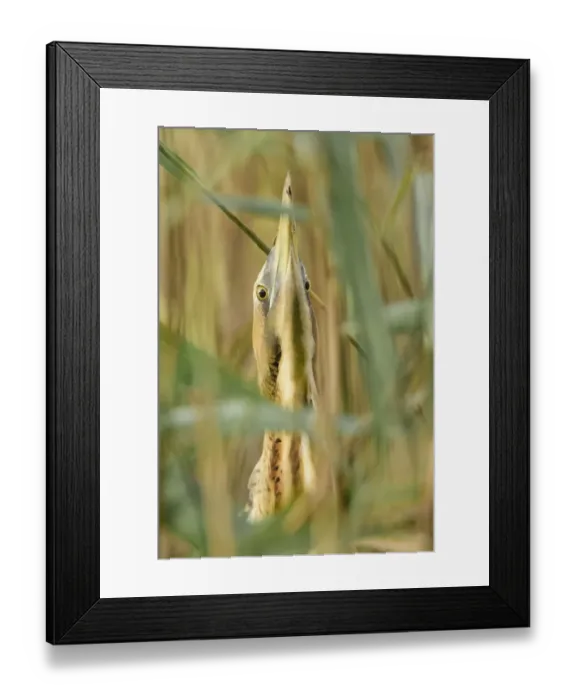 Framed Print : Great bittern (Botaurus stellaris) head and neck, lookin up through reeds. Suffolk, UK Framed Print : Great bittern (Botaurus stellaris) head and neck, lookin up through reeds. Suffolk, UK