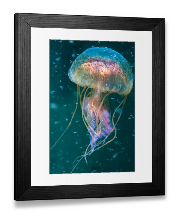 Framed Print : Jellyfish (Pelagia noctiluca) amongst plankton, Shetland Isles, Scotland Framed Print : Jellyfish (Pelagia noctiluca) amongst plankton, Shetland Isles, Scotland
