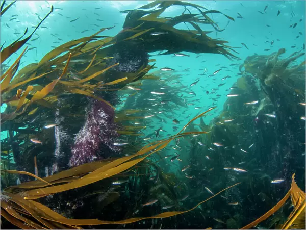 Kelp forest (Laminaria digitata) with small fish, Shetland, Scotland, UK, July