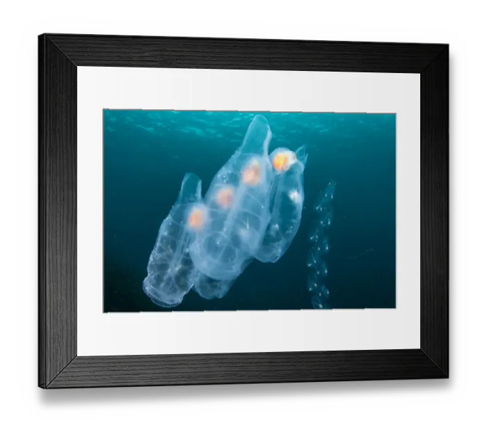 Framed Print : Maidens salp (Thetys vagina), west coast of Scotland, UK, July Framed Print : Maidens salp (Thetys vagina), west coast of Scotland, UK, July