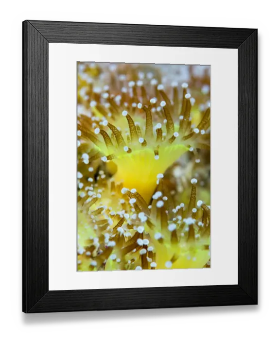 Framed Print : Close up of a colony of Jewel anemones (Corynactis viridis) Scotland, UK, October Framed Print : Close up of a colony of Jewel anemones (Corynactis viridis) Scotland, UK, October
