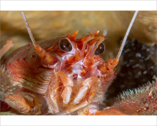 Close up of a Long clawed squat lobster (Munida rugosa) in Loch Carron, January 2016
