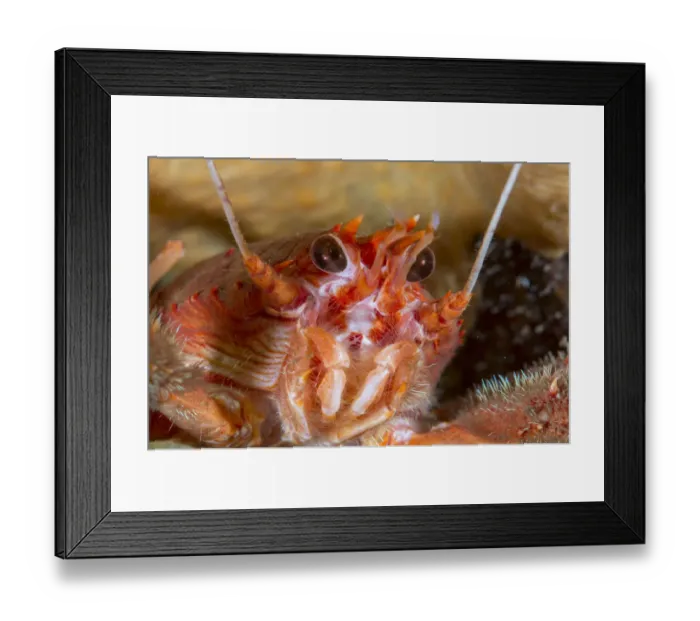 Framed Print : Close up of a Long clawed squat lobster (Munida rugosa) in Loch Carron, January 2016 Framed Print : Close up of a Long clawed squat lobster (Munida rugosa) in Loch Carron, January 2016