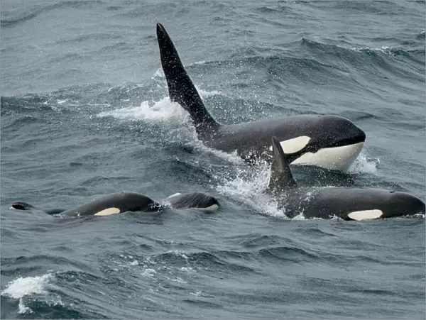Orca whales (Orcinus orca) pod surfacing together, Shetland, Scotland, UK. April
