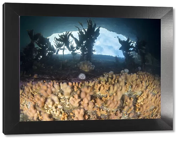 Dead mans fingers (Alcyonium digitatum) on a rocky reef with view of the sky