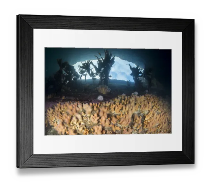 Framed Print : Dead mans fingers (Alcyonium digitatum) on a rocky reef with view of the sky Framed Print : Dead mans fingers (Alcyonium digitatum) on a rocky reef with view of the sky