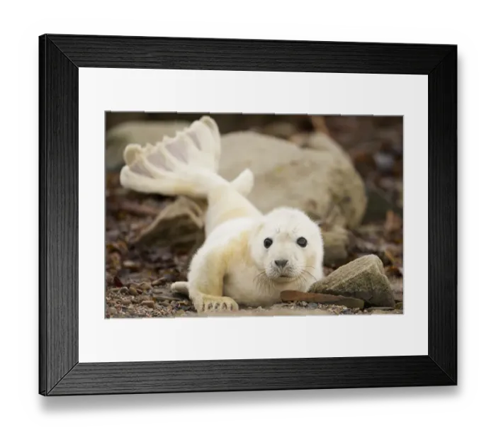 Framed Print : Young grey seal pup (Halichoerus grypus) recently born on a beach in Orkney, Scotland, UK, April Framed Print : Young grey seal pup (Halichoerus grypus) recently born on a beach in Orkney, Scotland, UK, April