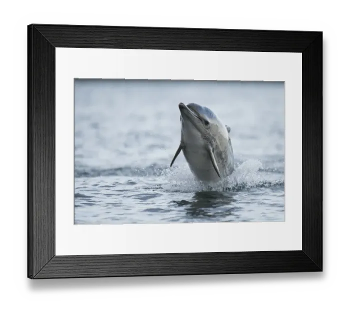 Framed Print : Common dolphin (Delphinus delphis) jumping out the water, Shetland, Scotland, UK, January Framed Print : Common dolphin (Delphinus delphis) jumping out the water, Shetland, Scotland, UK, January