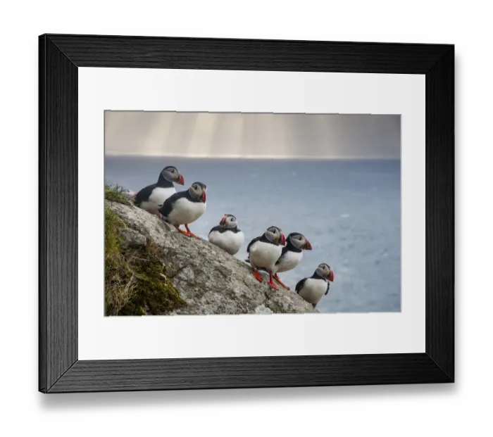 Framed Print : Puffins (Fratercula arctica) Shaint Isles, Scotland, UK, June Framed Print : Puffins (Fratercula arctica) Shaint Isles, Scotland, UK, June