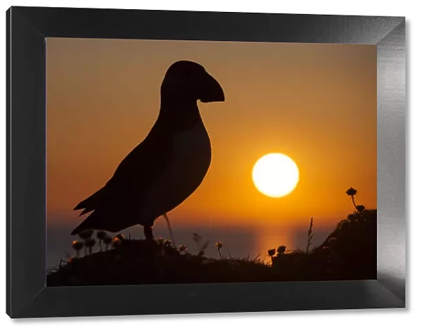 Puffin (Fratercula arctica) silhouetted at sunset on Hermaness, Shetland, Scotland, UK, June